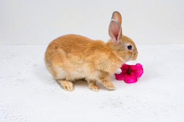 Ginger rabbit with a pink flower on a white background. The basis for the postcard. Place for an inscription.