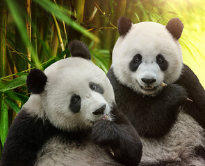 Two hungry giant panda bears eating bamboo together