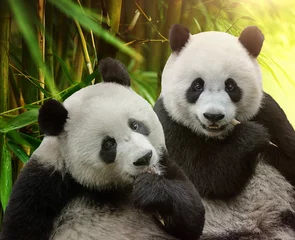 Schilderijen op glas Two hungry giant panda bears eating bamboo together © wusuowei
