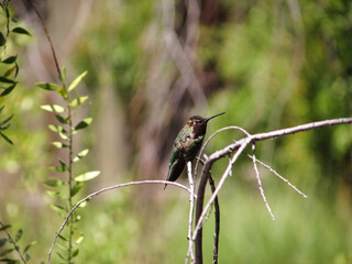 A beautiful hummingbird