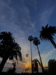 palm trees at sunset