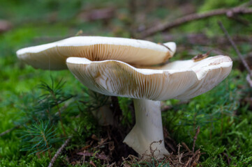 mushroom in the forest