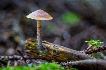 mushroom in the forest