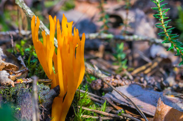 mushrooms in the forest