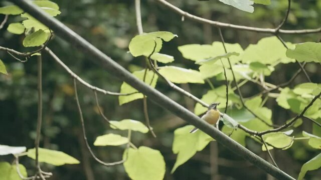 A branch with green leaves. Creative. A thin branch with leaves and a small bird on it.