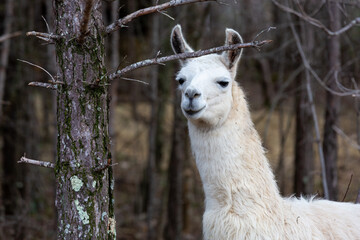 Lamas en nature française © Reddragonfly