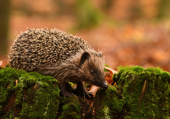 Hedgehog in colorful autumn forest © Piotr Krzeslak
