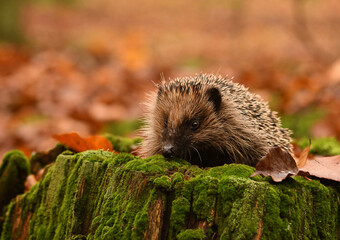 Hedgehog in colorful autumn forest