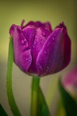 tulip with water drops