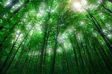 Fototapeta na wymiar Forest trees.Sunlight in the green forest, spring time.