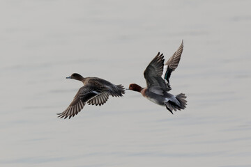 Anas Penelope Eurasian wigeon, a winter guest on the Rhine in Alsace, Eastern France