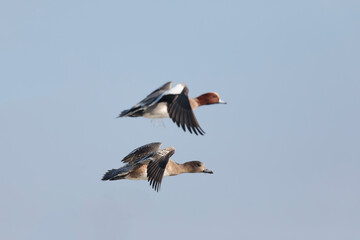 Anas Penelope Eurasian wigeon, a winter guest on the Rhine in Alsace, Eastern France