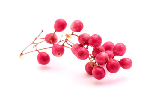 Twig of pink pepper tree, Schinus molle, introduced species in Canary Islands, isolated on white background 
