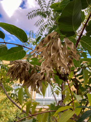 close up of tree with sky background