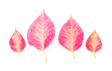 Pink poinsettia, Euphorbia pulcherrima or Easter flower leaves isolated on white background

