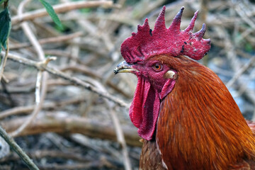 Chant du coq un matin sur l'île de la Réunion