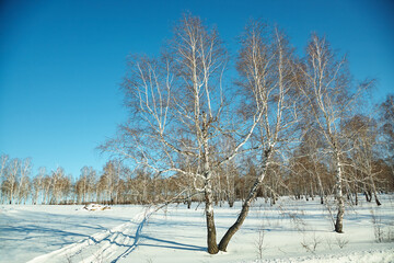 scenic winter landscape background. trees and with snow - 472500621