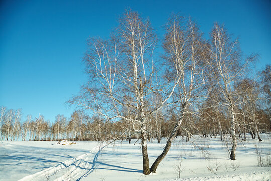 scenic winter landscape background. trees and with snow