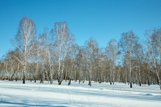 scenic winter landscape background. trees and with snow