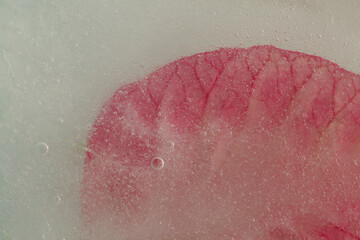 Pink poinsettia leaves frozen in a block or ice, macro background
