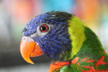 Rainbow Lorikeet