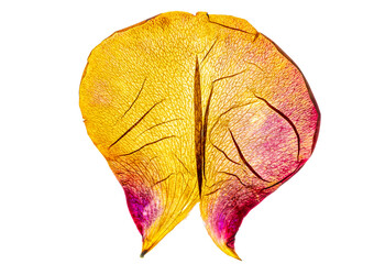 Pressed and dried delicate pink petals of rose flowers on white background