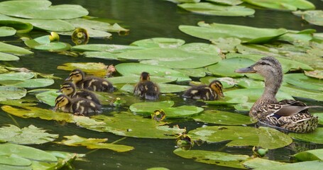 Family duck © Sigena