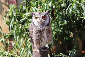 White Faced Owl