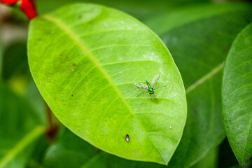 fruit fly on the leaf