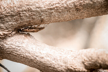 Some insect on a tree