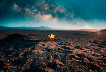 lonely desert flower Añañuca is growing despite arid environment showing resilience with Milky...