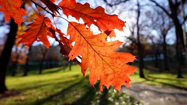 large red oak leaf sways lazily in a late autumn breeze