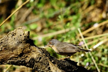 Sylvia cantillans - The western subalpine warbler is a typical small warbler.