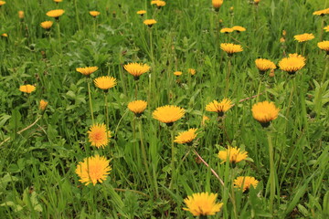 yellow flowers in a field