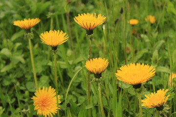 yellow dandelions in the grass