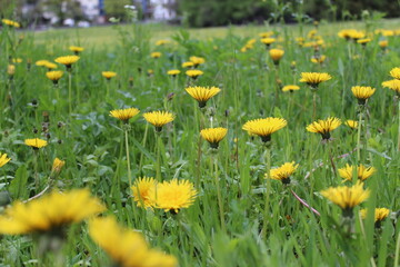 yellow dandelions in the meadow