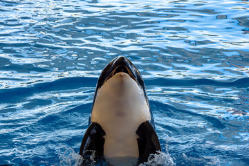 The killer whale stands upright in the water, raising its head above the water and opening its mouth