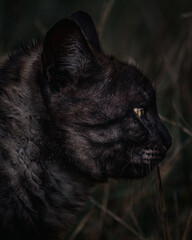 Majesty