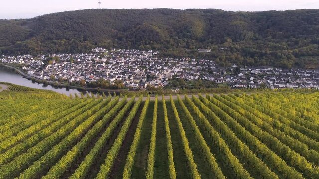 drone aerial footage of wineyard plants in village winningen Famous German Wine Region Moselle River