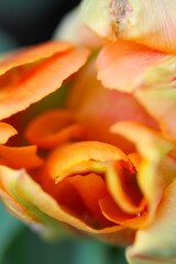 Peteals of a rose flower, macro photo