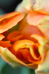 Fototapeta na wymiar Peteals of a rose flower, macro photo