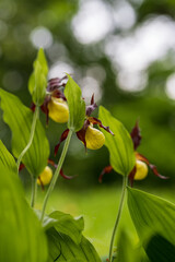 Cypripedium calceolus beautiful yellow flower on green background with nice bokeh.
