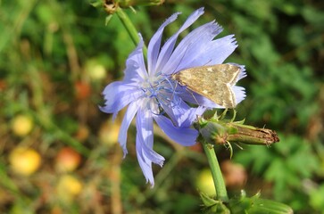 Scopula moth on blue chicory flower in the meadow, closeup
