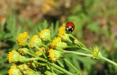 Yellow tansy flowers on the meadow, ladybug on tansy plant © natalya2015