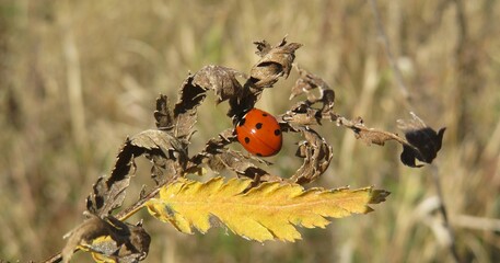 Ladybug on a dry plant in autumn garden, closeup © natalya2015