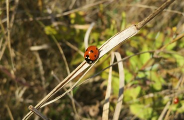 Ladybug sitting on a blade of grass in autumn garden
