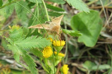 Catocala butterfly on a yellow tansy flowers in the meadow, closeup