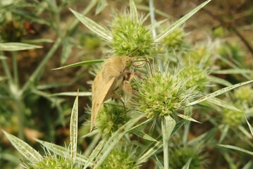 Catocala butterfly on eryngo plant in the meadow, closeup