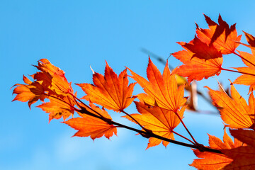 Orange leafs of a Japanese Maple tree in autumn
