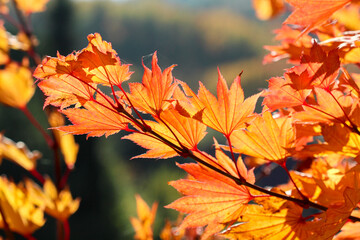 Orange leafs of a Japanese Maple tree in autumn